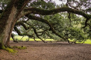 virginia-live-oak-southern-live-oak-oak-tree-tree-branches-51329